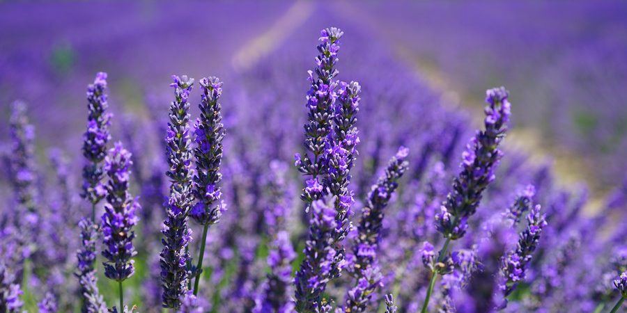 aroma-blooming-lavender-close-up-207518